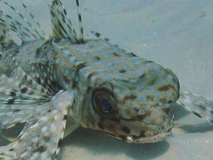 Dactylopterus volitans / pesce civetta